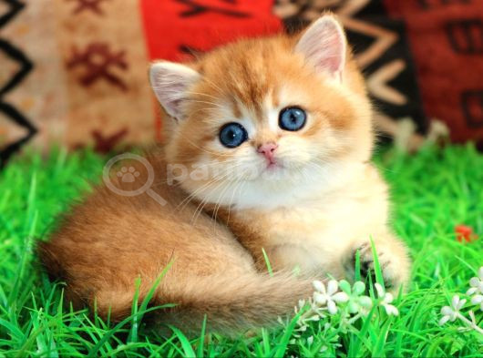 Kraliyet Yavrusu Golden British Shorthair