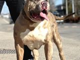 Amerikan Bully Xl Yavruları A Kalite