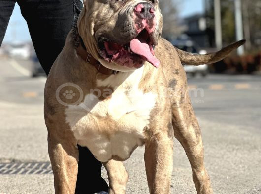 Amerikan Bully Xl Yavruları A Kalite görsel