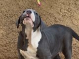 Amerikan Bully Xl Yavruları A Kalite