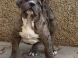 Amerikan Bully Xl Yavruları A Kalite
