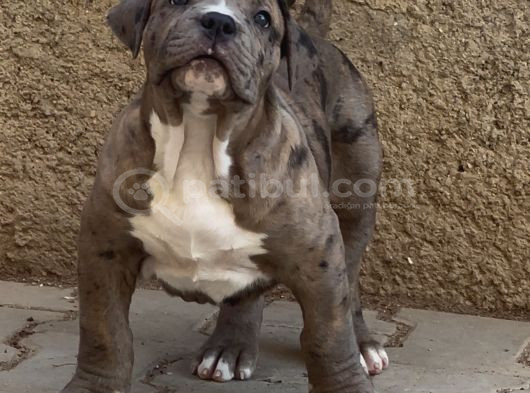 Amerikan Bully Xl Yavruları A Kalite görsel