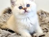 Pamuk Güzeli Silver British Shorthair Yavrumuz