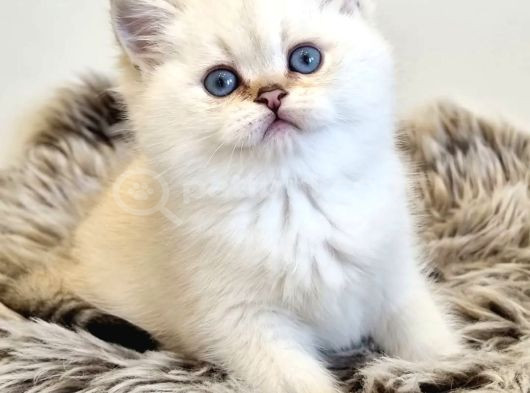 Pamuk Güzeli Silver British Shorthair Yavrumuz görsel
