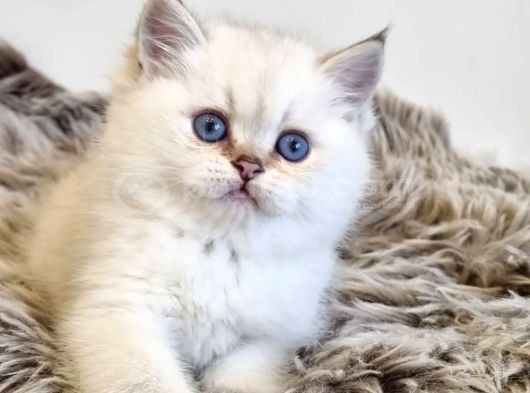 Pamuk Güzeli Silver British Shorthair Yavrumuz görsel