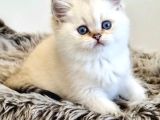 Pamuk Güzeli Silver British Shorthair Yavrumuz