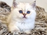 Pamuk Güzeli Silver British Shorthair Yavrumuz
