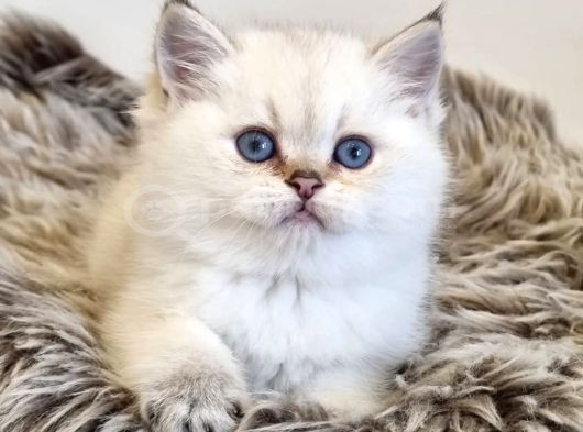 Pamuk Güzeli Silver British Shorthair Yavrumuz görsel