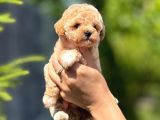 Mutlu Ve Sağlıklı Maltipoo Yavruları