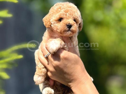 Mutlu Ve Sağlıklı Maltipoo Yavruları görsel