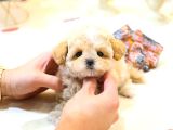 Show Kalitedeki Maltipoo Bebeklerim