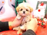 Show Kalitedeki Maltipoo Bebeklerim