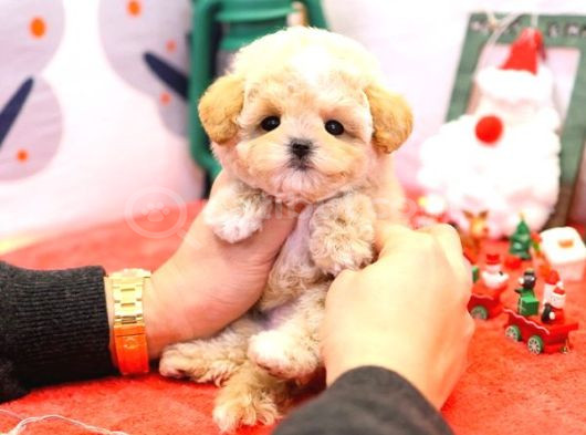 Show Kalitedeki Maltipoo Bebeklerim görsel