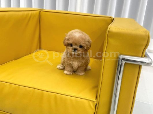 Maltipoo Bebeklerim görsel