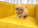 MALTIPOO BEBEKLERIM
