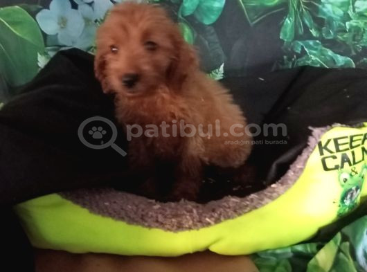 Irk Ve Sağlik Garanti̇  Malti̇poo Yavrularimiz görsel