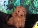IRK VE SAĞLIK GARANTİ  MALTİPOO YAVRULARIMIZ