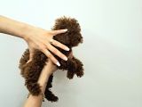 Toy Poodle  Yavrular