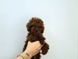 Toy Poodle  Yavrular