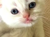 MASMAVİ GÖZLÜ KARBEYAZI ERKEK BEBEK