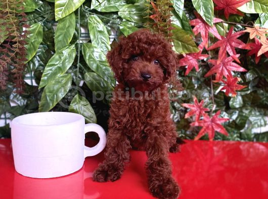 Dişi Ve Erkek Poodle Irk Ve Sağlık Garantili Yavrular görsel