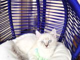 British Shorthair Silver Point Bluepoint