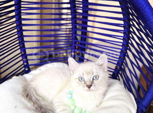 British Shorthair Silver Point Bluepoint