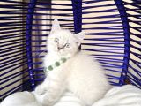 British Shorthair Silver Point Bluepoint