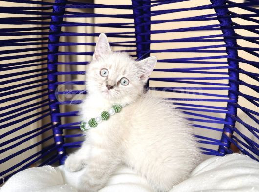 British Shorthair Silver Point Bluepoint görsel