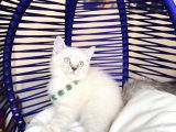 British Shorthair Silver Point Bluepoint