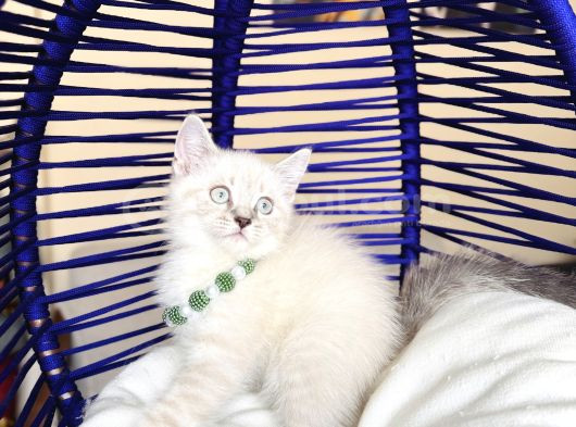 British Shorthair Silver Point Bluepoint görsel