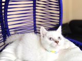 British Shorthair Silver Point Bluepoint