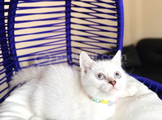 British Shorthair Silver Point Bluepoint görsel
