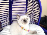 British Shorthair Silver Point Bluepoint