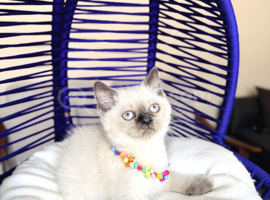 British Shorthair Silver Point Bluepoint görsel