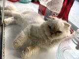 Ücretsiz Kedi Sahiplendirme