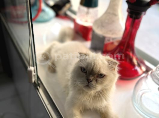Ücretsiz Kedi Sahiplendirme görsel