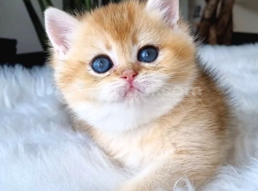 Ay Işığından Gelen Yavrumuz Golden British Shorthair görsel