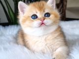 Ay Işığından Gelen Yavrumuz Golden British Shorthair