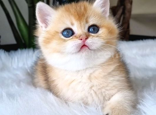 Ay Işığından Gelen Yavrumuz Golden British Shorthair görsel