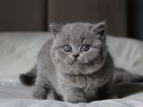 Gümüş Mucize Gri British Shorthair Yavrumuz