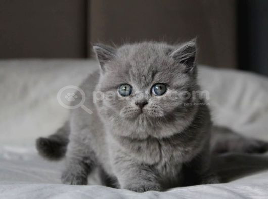 Gümüş Mucize Gri British Shorthair Yavrumuz görsel