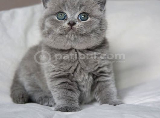 Gümüş Mucize Gri British Shorthair Yavrumuz görsel