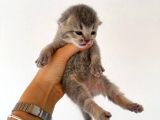 Hem Scottish Fold Hem De British Kedilerimiz Vardır
