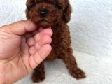 Çok Özel Muhteşem Toy Poodle Yavrularimiz