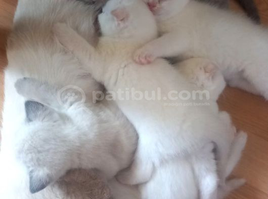 Masmavi̇ Gözlü Karbeyazi Erkek Bebek görsel