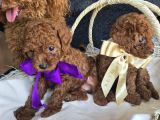 Toy Poodle Red Brown Yavrularımız