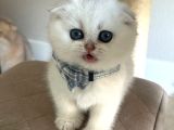 Scottish Şirinlik Silver Shorthair Yavrumuz