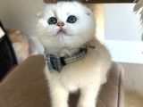 Scottish Şirinlik Silver Shorthair Yavrumuz