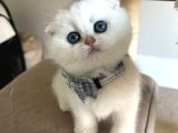 Scottish Şirinlik Silver Shorthair Yavrumuz